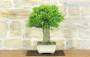 2 - Bonsai di Melograno (152)