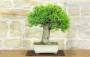3 - Bonsai di Melograno (152)