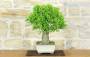 4 - Bonsai di Melograno (152)