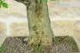 5 - Bonsai di Melograno (152)
