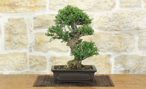 1 - Bonsai di Olmo Parvifolia "Seiju" (97)
