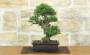 1 - Bonsai di Olmo Parvifolia "Seiju" (97)