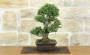 2 - Bonsai di Olmo Parvifolia "Seiju" (97)