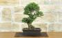 3 - Bonsai di Olmo Parvifolia "Seiju" (97)