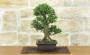 4 - Bonsai di Olmo Parvifolia "Seiju" (97)