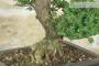 5 - Bonsai di Olmo Parvifolia "Seiju" (97)