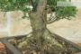 6 - Bonsai di Olmo Parvifolia "Seiju" (97)