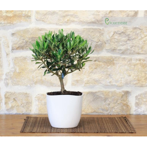 bonsai di olivo