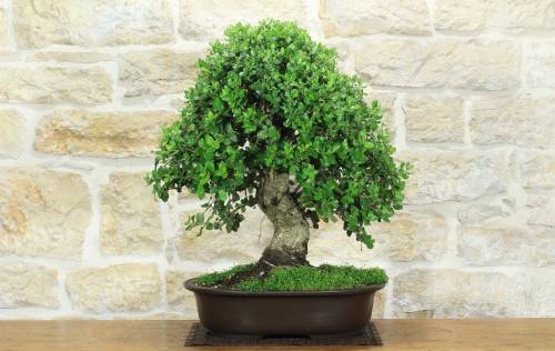 1 - Bonsai di Quercia da Sughero (52)