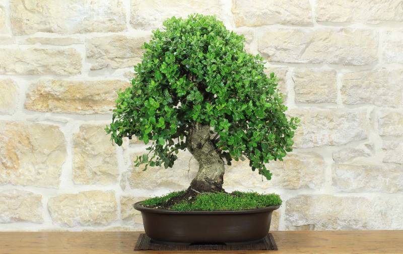 1 - Bonsai di Quercia da Sughero (52)