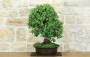 2 - Bonsai di Quercia da Sughero (52)