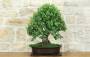 3 - Bonsai di Quercia da Sughero (52)