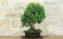 4 - Bonsai di Quercia da Sughero (52)