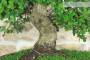 5 - Bonsai di Quercia da Sughero (52)