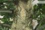 7 - Bonsai di Quercia da Sughero (52)