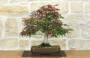 1 - Bonsai di Acero Palmato Atropurpureum (9)