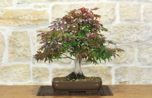 1 - Bonsai di Acero Palmato Atropurpureum (9)