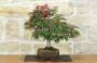 2 - Bonsai di Acero Palmato Atropurpureum (9)