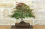 3 - Bonsai di Acero Palmato Atropurpureum (9)