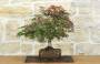 4 - Bonsai di Acero Palmato Atropurpureum (9)