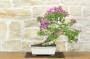 1 - Bonsai di Bougainvillea Sanderiana (138)