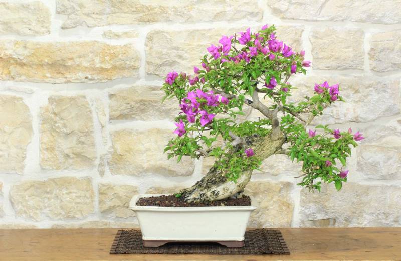 1 - Bonsai di Bougainvillea Sanderiana (138)