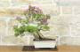 3 - Bonsai di Bougainvillea Sanderiana (138)