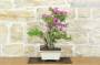 4 - Bonsai di Bougainvillea Sanderiana (138)