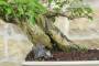 6 - Bonsai di Bougainvillea Sanderiana (138)