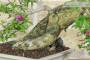 7 - Bonsai di Bougainvillea Sanderiana (138)