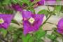 8 - Bonsai di Bougainvillea Sanderiana (138)