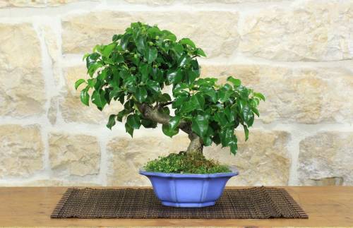 1 - Bonsai di Ciliegio Mahaleb (12)