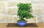 2 - Bonsai di Ciliegio Mahaleb (12)