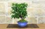 4 - Bonsai di Ciliegio Mahaleb (12)