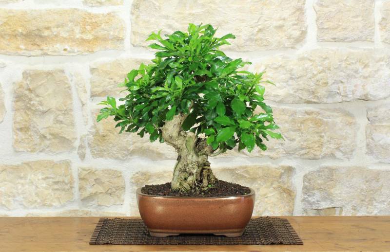 1 - Bonsai di Durantha (13)
