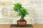 2 - Bonsai di Durantha (13)