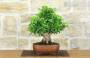 3 - Bonsai di Durantha (13)
