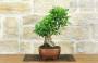 4 - Bonsai di Durantha (13)