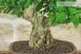 5 - Bonsai di Durantha (13)
