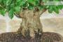 6 - Bonsai di Durantha (13)