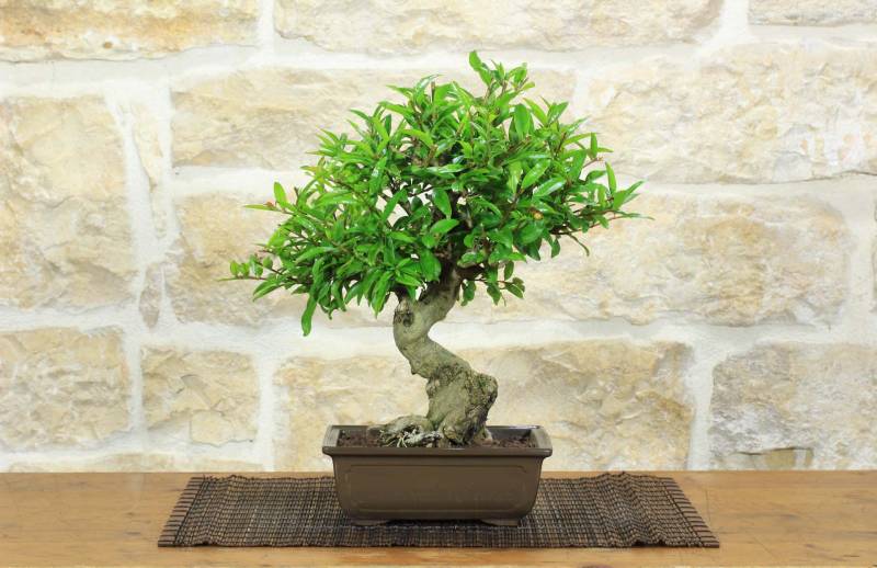 1 - Bonsai di Melograno giapponese "Nejikan" (27)