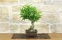 2 - Bonsai di Melograno giapponese "Nejikan" (27)