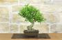 3 - Bonsai di Melograno giapponese "Nejikan" (27)