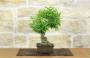 4 - Bonsai di Melograno giapponese "Nejikan" (27)