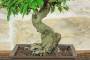 5 - Bonsai di Melograno giapponese "Nejikan" (27)