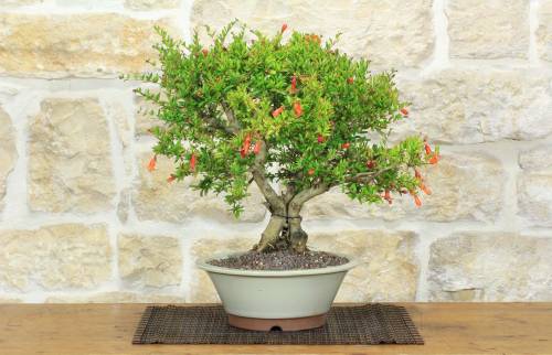 1 - Bonsai di Melograno nano (153)