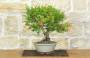 1 - Bonsai di Melograno nano (153)