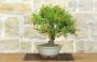2 - Bonsai di Melograno nano (153)