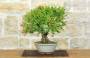 3 - Bonsai di Melograno nano (153)