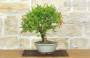 4 - Bonsai di Melograno nano (153)
